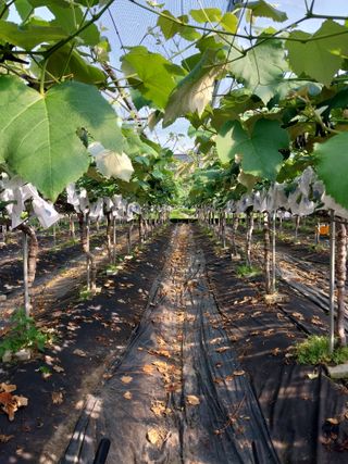 민영님의 포도 · 영농일지 작성글 사진