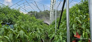 달맛햇복숭아농원님의 복숭아 · 영농일지 작성글 사진