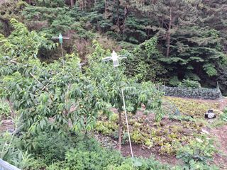 산중과실님의 기타작물 · 영농일지 작성글 사진