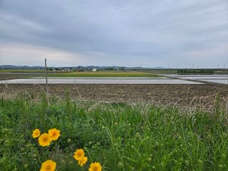 사랑의 전령사❤순우님의 벼 · 영농일지 작성글 사진