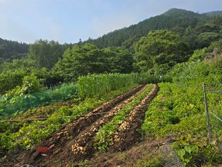 김대기님의 기타작물 · 영농일지 작성글 사진