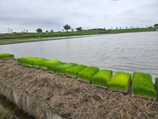 사랑의 전령사❤순우님의 기타작물 · 영농일지 작성글 사진