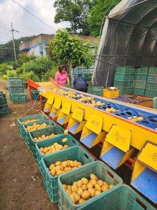 엘림농장님의 감자 · 영농일지 작성글 사진