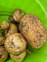 팜모닝 감자·영농일지 게시글 이미지