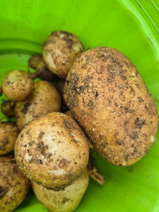 우리농장주님의 감자 · 영농일지 작성글 사진