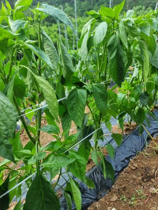 호랑이와인성이님의 고추 · 영농일지 작성글 사진