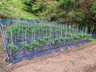 산중과실님의 기타작물 · 영농일지 작성글 사진