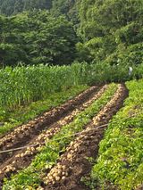 팜모닝 기타작물·영농일지 게시글 이미지