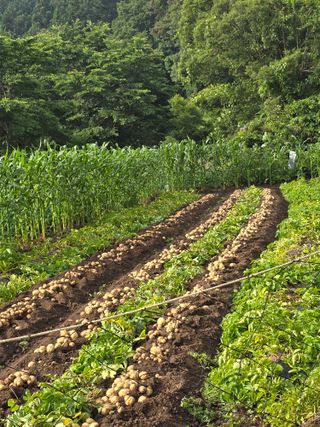 김대기님의 기타작물 · 영농일지 작성글 사진