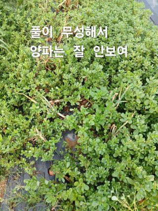 안승호님의 양파 · 영농일지 작성글 사진
