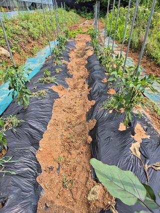 호랑이별님의 기타작물 · 영농일지 작성글 사진