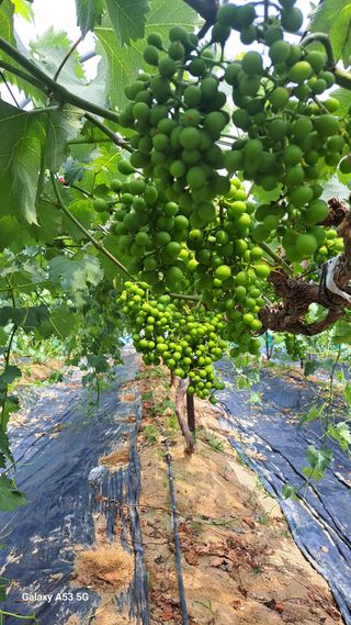 조연만님의 기타작물 · 영농일지 작성글 사진