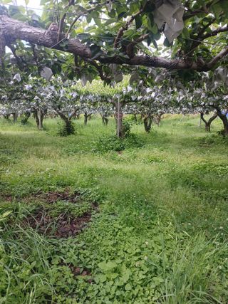 기원님의 기타작물 · 영농일지 작성글 사진