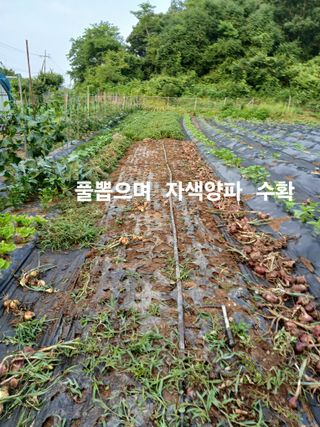 안승호님의 양파 · 영농일지 작성글 사진
