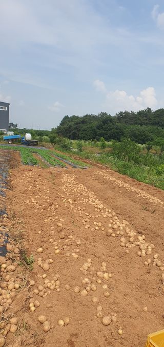 전주이상권님의 감자 · 영농일지 작성글 사진