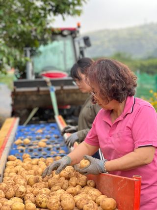 엘림농장님의 감자 · 영농일지 작성글 사진