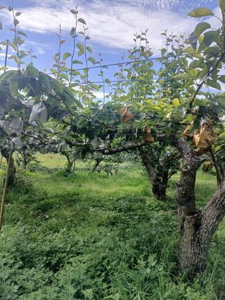기원님의 기타작물 · 영농일지 작성글 사진