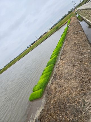 사랑의 전령사❤순우님의 기타작물 · 영농일지 작성글 사진