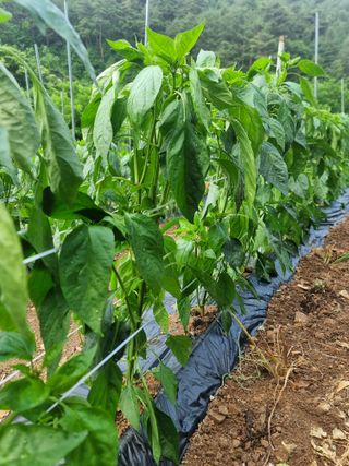 호랑이와인성이님의 고추 · 영농일지 작성글 사진