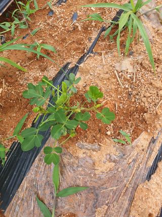 고사리9794님의 기타작물 · 영농일지 작성글 사진