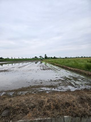 사랑의 전령사❤순우님의 벼 · 영농일지 작성글 사진
