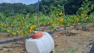 복숭아(유명)님의 복숭아 · 영농일지 작성글 사진