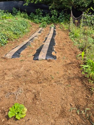 호랑이별님의 기타작물 · 영농일지 작성글 사진