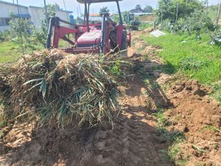 황금알대박농원!님의 마늘 · 영농일지 작성글 사진