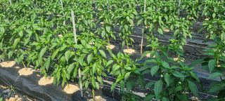 박사원농장님의 기타작물 · 영농일지 작성글 사진