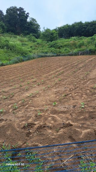조연만님의 기타작물 · 영농일지 작성글 사진
