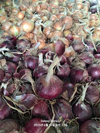 최원규님의 양파 · 영농일지 작성글 사진