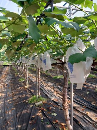 민영님의 포도 · 영농일지 작성글 사진