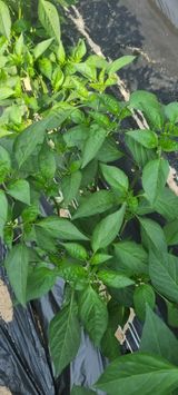 팜모닝 기타작물·영농일지 게시글 이미지