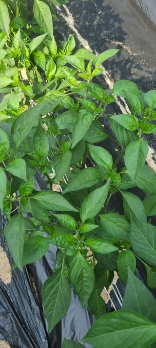 박사원농장님의 기타작물 · 영농일지 작성글 사진