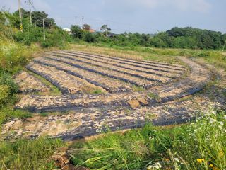 김정은님의 고구마 · 영농일지 작성글 사진