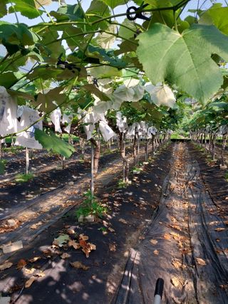 민영님의 포도 · 영농일지 작성글 사진