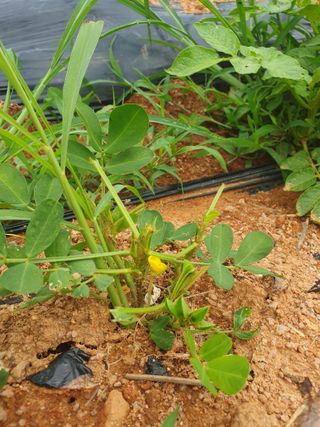 고사리9794님의 기타작물 · 영농일지 작성글 사진