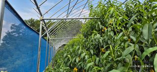 달맛햇복숭아농원님의 복숭아 · 영농일지 작성글 사진