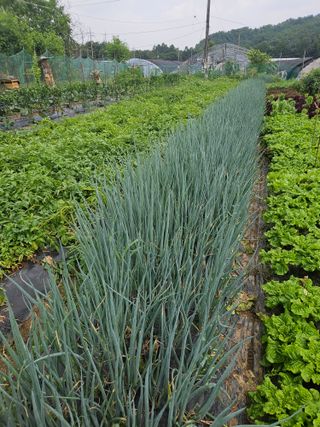 김명중님의 기타작물 · 영농일지 작성글 사진