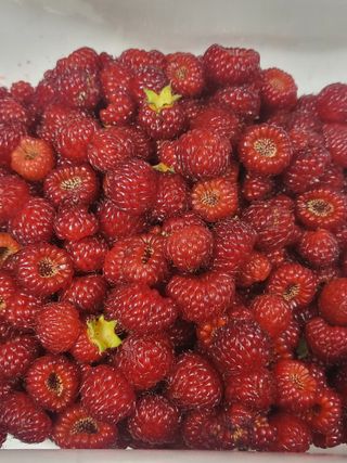 예천댁이님의 딸기 · 영농일지 작성글 사진