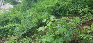 변호연님의 두릅 · 영농일지 작성글 사진