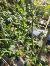 팜모닝 토마토·영농일지 게시글 이미지