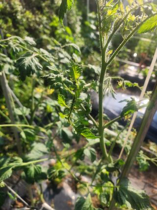 차태현님의 토마토 · 영농일지 작성글 사진