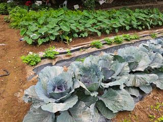 박주흥님의 기타작물 · 영농일지 작성글 사진