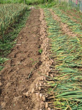 농부님.모두.모두힘님의 기타작물 · 영농일지 작성글 사진