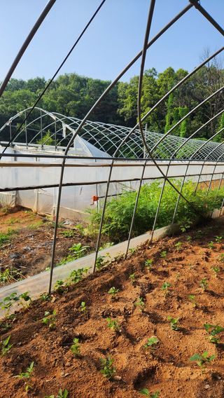 봉담고추님의 콩 · 영농일지 작성글 사진