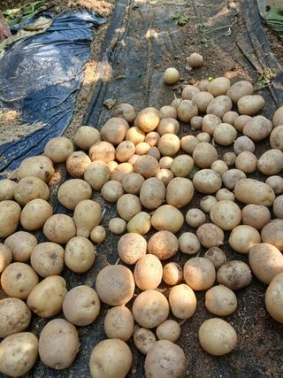 사과18677님의 기타작물 · 영농일지 작성글 사진