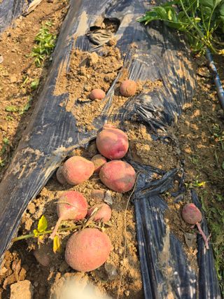 비타민님의 감자 · 영농일지 작성글 사진