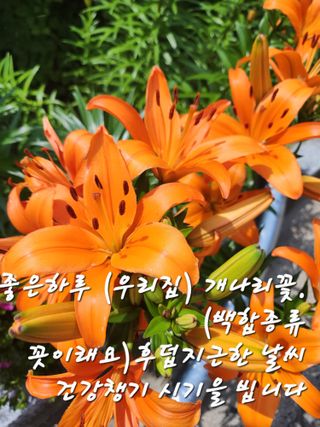 키다리님의 감 · 영농일지 작성글 사진