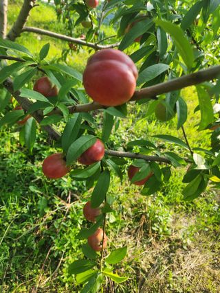 박병한님의 복숭아 · 영농일지 작성글 사진